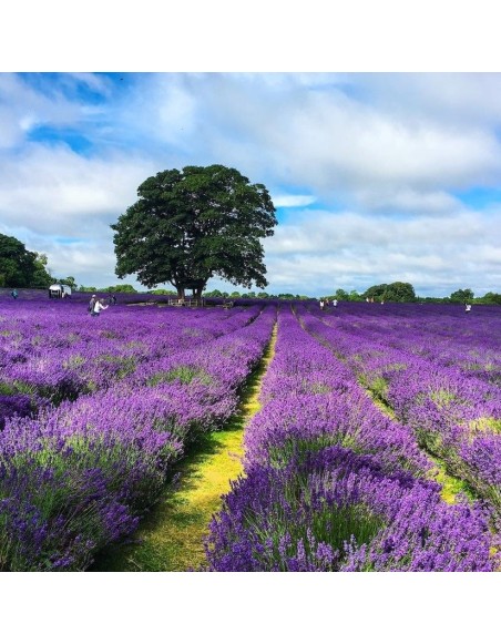 levandulove_vrecusko_EMI