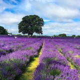 lavanda_uscata_EMI