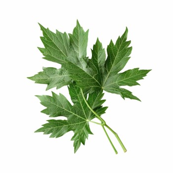 somn_profund_aromaterapie_naturala_perna_mugwort