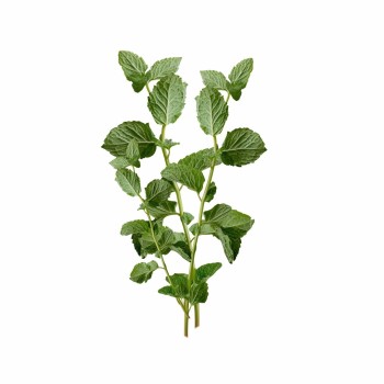 perna_menta_aromaterapie_naturala_proaspata_emi