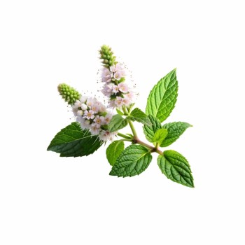 somn_odihnitor_aromaterapie_naturala_lemon_balm