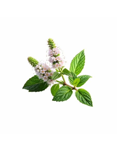 somn_odihnitor_aromaterapie_naturala_lemon_balm