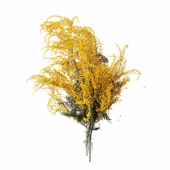 somn_odihnitor_parfumat_aromaterapie_albizia_emi