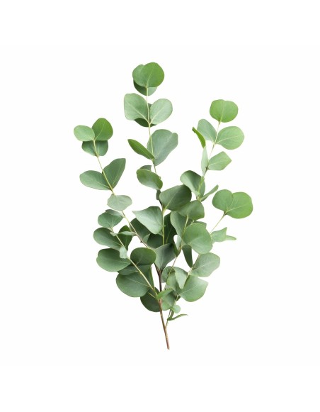 dormitor_sanatos_aromaterapie_eucalipt_curatare_aer